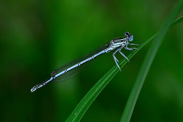 Blaue Federlibelle (Platycnemis pennipes) - Männchen
White-legged damselfly, blue featherleg - male