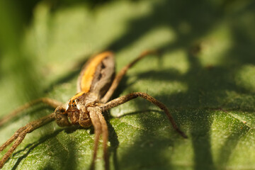A spider sits on a green leaf