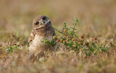 Burrowing owl in southern Florida 