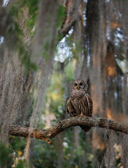 Obraz premium Barred owl in Everglades National Park in Florida 