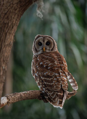 Barred owl in Everglades National Park in Florida 