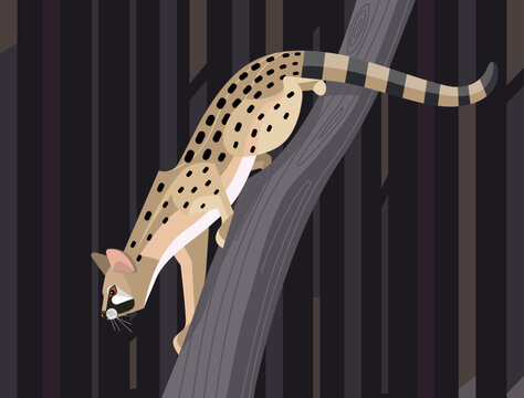 Geneta on a tree