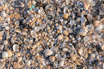 Shell valves of bivalve mollusks in storm ejecta on the Black Sea coast, eastern Crimea