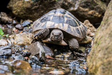 Eastern Hermann's tortoise, European terrestrial turtle, Testudo hermanni boettgeri, turtle on the lawn in nature