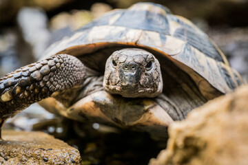 Naklejka premium Eastern Hermann's tortoise, European terrestrial turtle, Testudo hermanni boettgeri, turtle on the lawn in nature