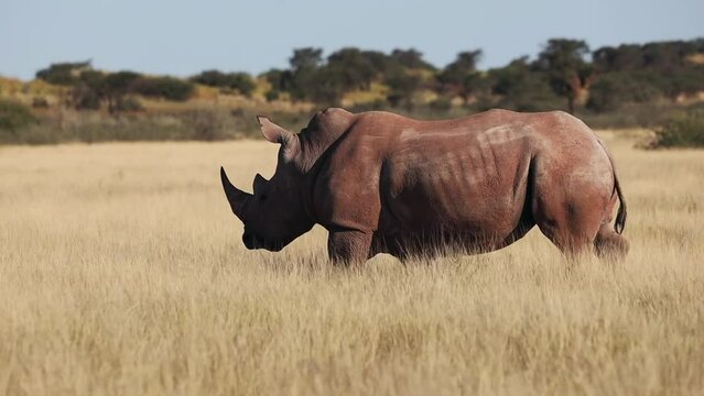 Southern African White Rhino walking in the Savannah grass in Kalahari Desert - Ceratotherium simum