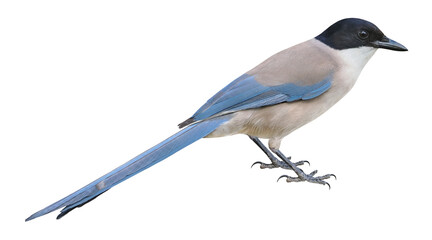 Azure-winged magpie (Cyanopica cyanus), PNG, isolated on transparent background