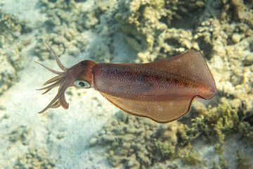 Spectacular Bigfin reef squid (glitter squid, oval squid) - Sepioteuthis lessoniana