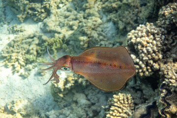 Fototapeta na wymiar Bigfin reef squid (glitter squid, oval squid) - Sepioteuthis lessoniana