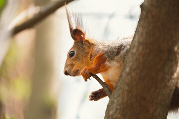 Portrait of a red squirrel in close-up. A red squirrel is sitting on a tree branch in a park on a sunny day.  The squirrel became alert. Selective focus, blurred background.