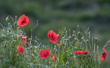 Obraz premium poppy flower in the field