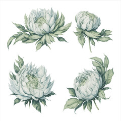Peonies White Green Watercolor Flower Arrangement Collection.