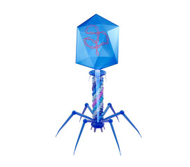 Bacteriophage T4, anatomy of the virus with the dna inside, 3d illustration.
