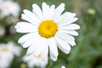 Fototapeta premium closeup of a daisy flower in the garden