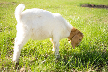 Shot of a young goat eating grass
