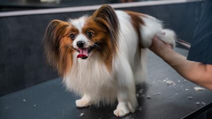 A female groomer cuts the hair between the toes of a Papillon dog. 