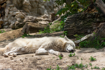 The white wolf was tired and decided to rest in the shade