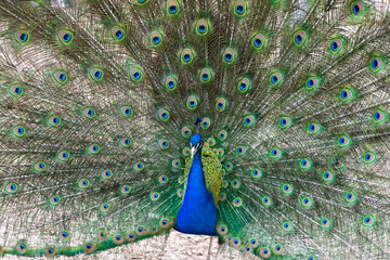 Obraz premium The peacock shows its beautiful tail with multi-colored feathers