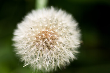 Abstract background of a dandelion flower