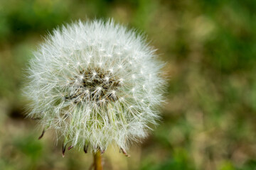 Abstract background of a dandelion flower