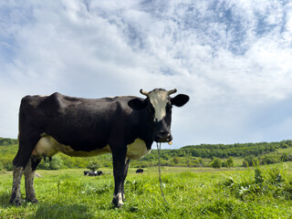 A black cow with white spots grazing in a beautiful green meadow