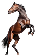 Horse Rearing Isolated on Transparent Background - Generative AI
