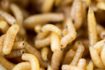 Macro shot of fly worms