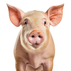 Pig Face Shot Isolated on Transparent Background - Generative AI
