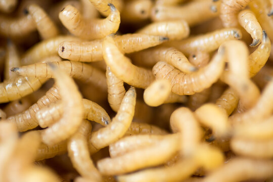 Macro shot of fly worms
