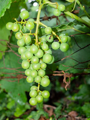 Bunch of grapes hanging on a vine, green color, summer 2021 visiting Galicia, Spain.