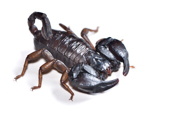 Closeup picture of a female of the European or Italian small wood scorpion Euscorpius italicus from...
