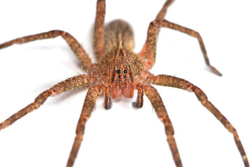 Closeup of the eyes of a juvenile specimen of the infamous Brazilian wandering or banana spider...