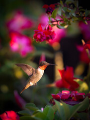Ruby-throated hummingbird (male) near a small feeder © DarZel