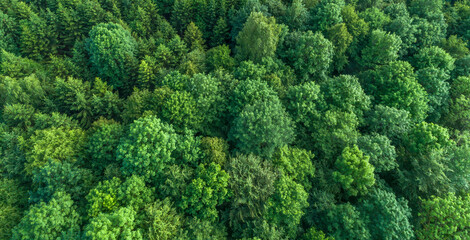 Aerial view of green deciduous treetops in forest, Germany - obrazy, fototapety, plakaty