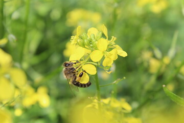 Pollination of flowers the bee collects nectar for honey pollinates the yellow flower disintegrates. Spring flowering pollination propagation of plants