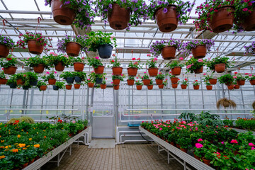 Fototapeta na wymiar Flowers in a modern greenhouse. Greenhouses for growing flowers. Floriculture industry. Ecological farm. Family business