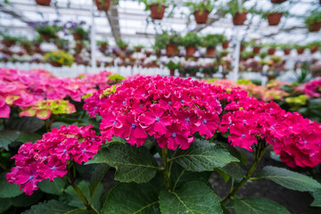 Hydrangea seedlings in pots. Flowers in a modern greenhouse. Greenhouses for growing flowers. Floriculture industry. Ecological farm. Family business