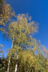 Fototapeta premium sunny autumn weather in a birch forest with a blue sky