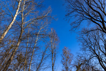birch tree without foliage in the spring season