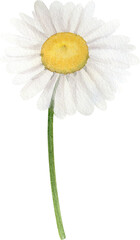 Hand Drawn Watercolor Illustration Of A White Daisy