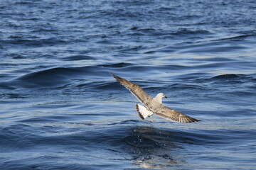seagull in flight
