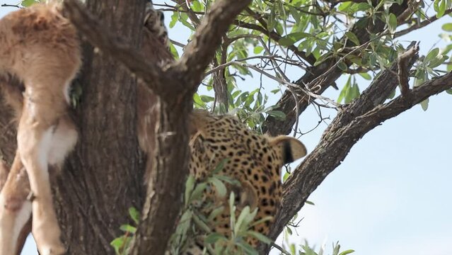 A leopard eating a kudu antelope up in a tree