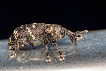 close up of a large brown pine weevil - Hylobius abietis. Macrophotography of a beetle
