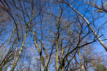 the tops of various deciduous trees in the spring season