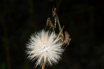 Conehead mantis // Haubenfangschrecke (Empusa fasciata) - Pinios-Delta, Greece