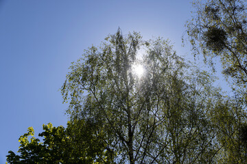 deciduous trees in the spring season in sunny weather