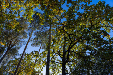 Oak tree in autumn leaf fall in sunny weather