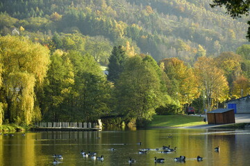 Fototapeta premium La végétation luxuriante en automne le long des berges du lac des Doyards à Vielsalm