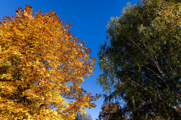 Maple tree foliage in autumn
