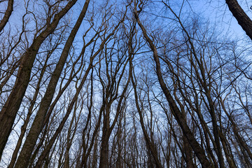 Bare trees in early spring in sunny clear weather